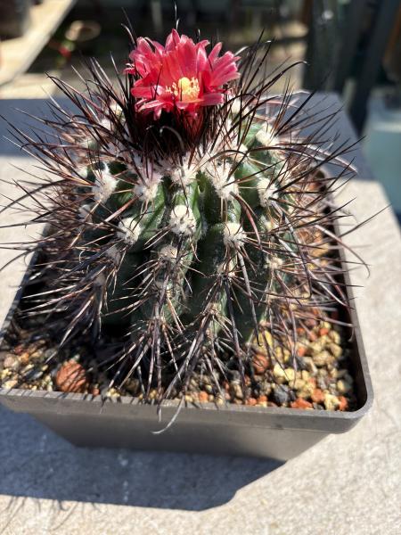 Parodia subterranea
